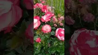 Розы, розы, розы ❤🌹🌹🌹😍 #сочисегодня #розы #сочи #розарий