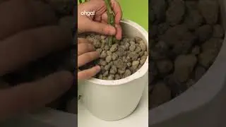 Come coltivare le piante in idrocoltura