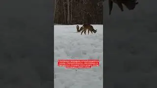 #липецк #воронеж #заповедник
