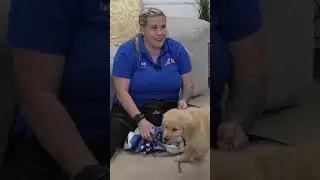 How To AVOID Accidents In The Dog Crate Part 2