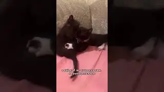 Кот болеет с детства 😭 #кот #животные #добро #кошка #котенок #история