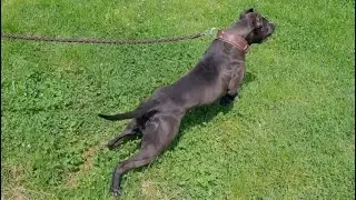 #pitbull