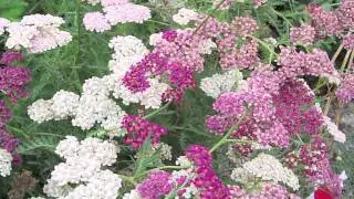 Gardening Tips : How to Grow Yarrow (Achillea)