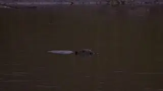 Охота на бобра - Beaver Hunting - Hunting in Russia