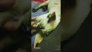 Kucingku suka ngentot jari tangan