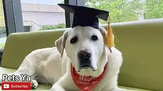 Virginia Tech grants honorary degree to therapy dog who's helped thousands of students