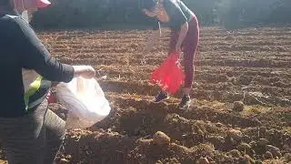 PROCEDIMIENTO APROPIADO SIEMBRA  QUINUA AYACUCHO-PERU