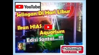 Ikan Aquriumku Bermain Bebas