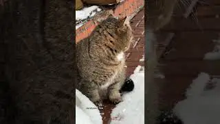 ДЗЕН от Барсика 