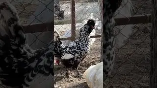 Пирожочек