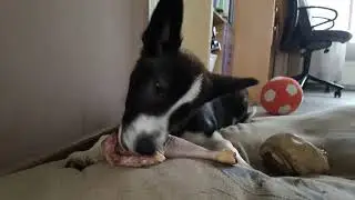 dierenvlog: Fotovlog  #8