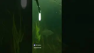 Подводная охота в Дагестане