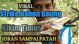 STRIKE BABON BAUNG SUNGAI KIKIM ❗❗❗❗