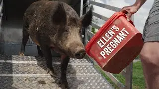 Piglets Are Due, Mother Pig Is On The Move!