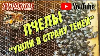 Гибель пчел в конце зимы..