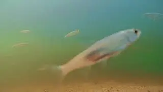 Water World Best Moments  Fish Live Under River