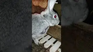 Мать, это не крольчата! Это бардак! 