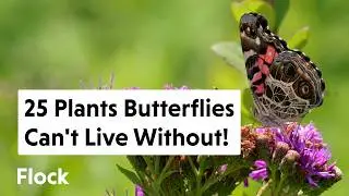 25 PRETTY HOST PLANTS That BUTTERFLIES & MOTHS Can't Live Without — Ep. 263