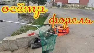 Осётр форель в РК Азарт.Рыбалка в начале мая при бешенном ветре.