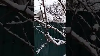 А у нас снежок. 💎