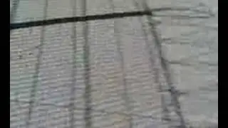crueldad animal