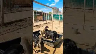 А вы уже открыли купальный сезон? #приютдлясобак #добро #лето