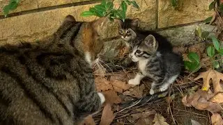 Stray mommy cat introduces me to her kittens