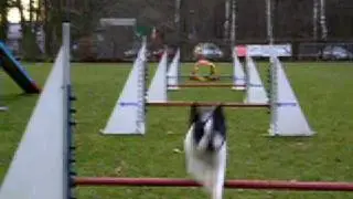 Agility Übung VOR