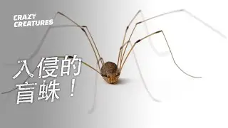 入侵的盲蛛！| 奇怪動物紀錄片