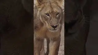 Musculatura bestia de una leona - Safaris a medida