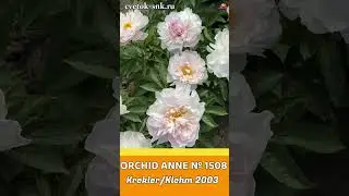 Пион Orchid Anne / Сад Ворошиловой #shorts #orchidanne #садворошиловой #цветы #пионы #peony