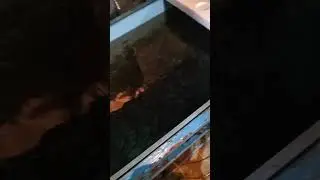 малёк форели
