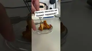 Лисичка, ПОЛНЫЙ ролик в профиле #наука #еда #биология #лес #научпоп