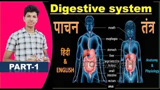 DIGESTIVE SYSTEM ! hindi ! digestive system complet  ! small intestine ! rectum ! mouth ! esophagus