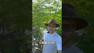 Discover the Secrets of Growing Moringa Trees  Tips and Tricks