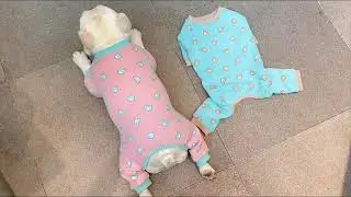 dog pajamas jammies for medium dogs