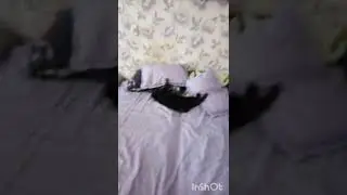 Котик радуется его пустили в дом