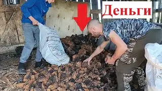 Сдаю чагу. Подарили хорошие весы. Скоро стрим