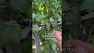 Школа питания. Анонс