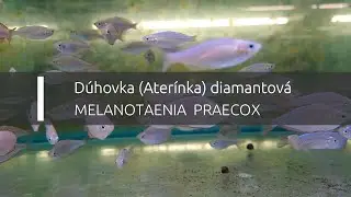 Dúhovka (Aterínka) diamantová - Melanotaenia praecox (www.shrimp.sk)