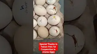 Infertile eggs after few days in Incubator