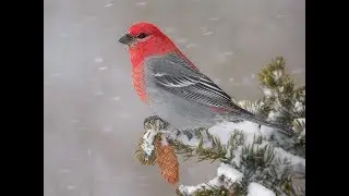 Птичий рынок Краснодар