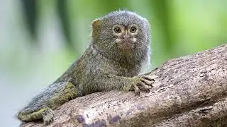 ИНТЕРЕСНЫЙ ЗВЕРЬ: КАРЛИКОВАЯ ИГРУНКА