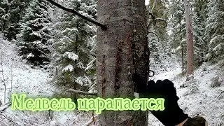 Находка собаки / собака вернулась / охота на рябчика