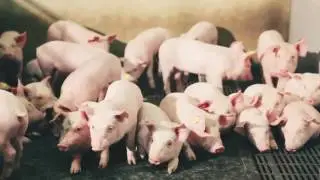 Лактомикс. Высоколактозный продукт для поросят