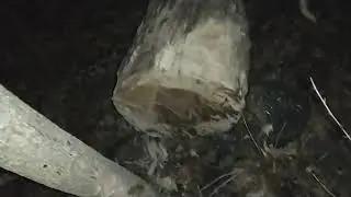 if a tree falls in the forest...