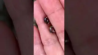 Серебряные серьги гвоздики с черным опалом