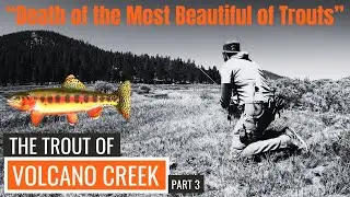 Death of the most Beautiful of Trouts | The "Real" Golden Trout of Volcano Creek Part 3 | HTM E13