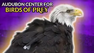 Audubon Center for Birds of Prey