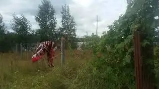 Сильный ветер .Хмель над калиткой на арке.